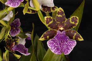 Z. Kiwi Korker ‘Klassy’